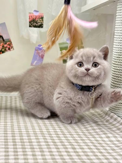 Munchkin