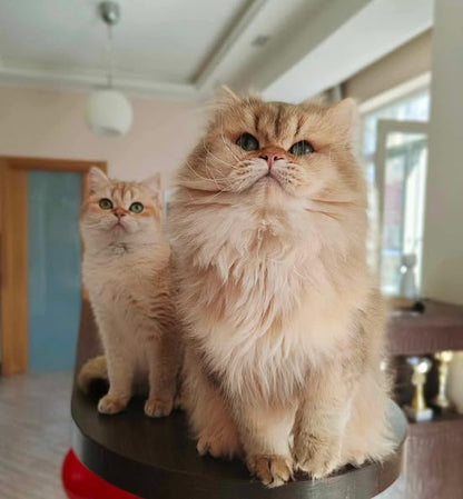 British Longhair
