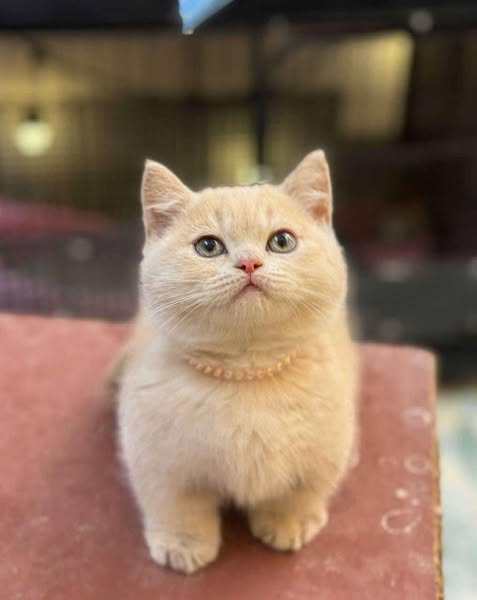 Munchkin