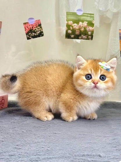 Munchkin