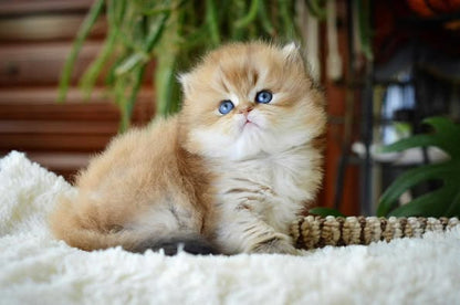 British Longhair