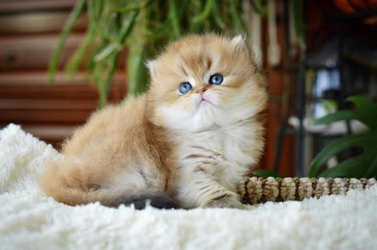 British Longhair