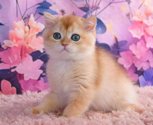 British Shorthair