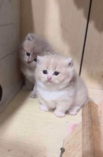 Munchkin