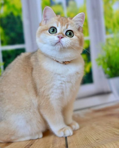 British Shorthair