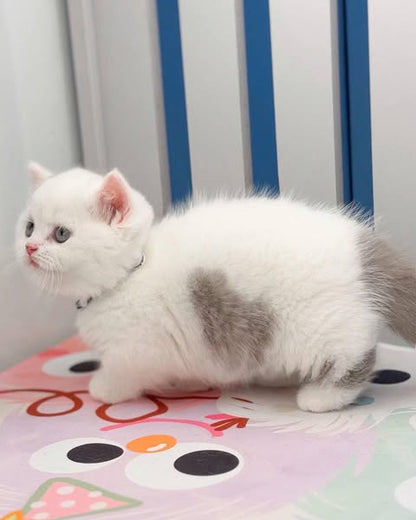 Munchkin