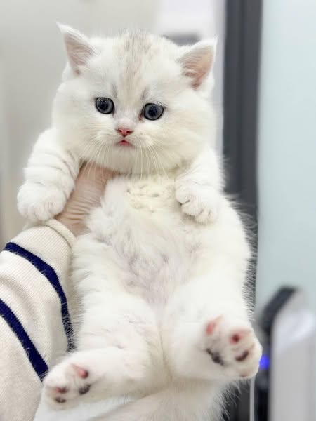 Munchkin