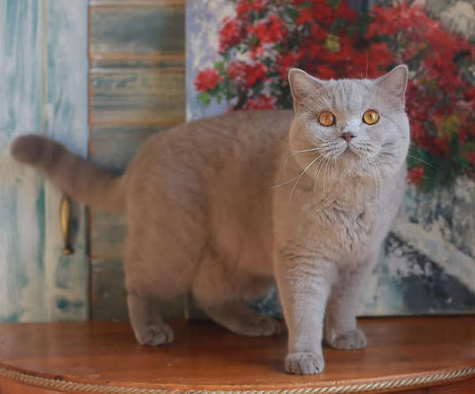 British Shorthair