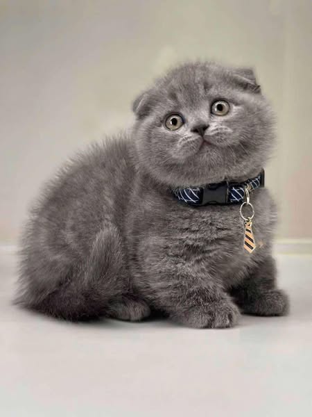Munchkin Fold