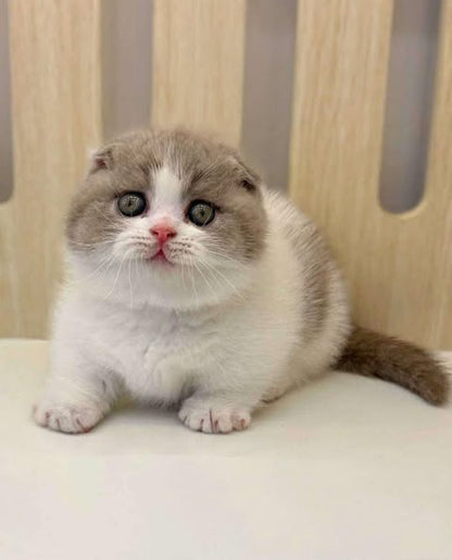 Munchkin Fold