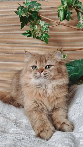 British Longhair