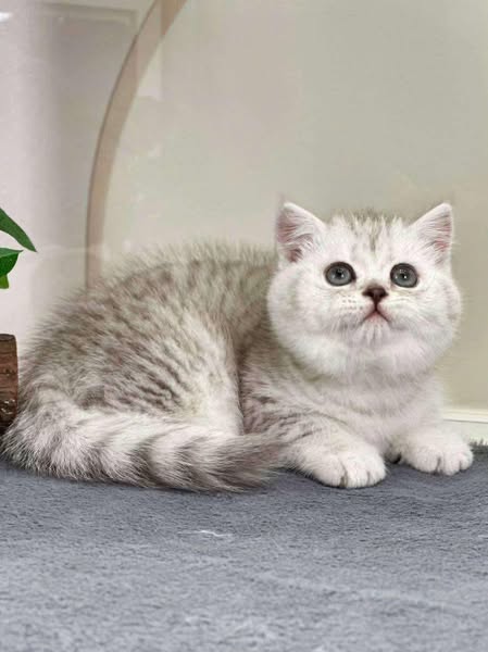 British Shorthair