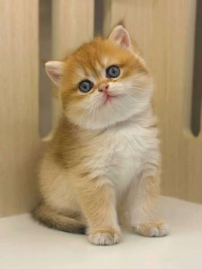 British Shorthair