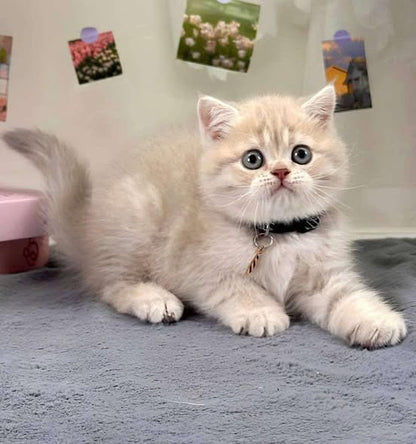 British Shorthair