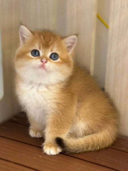 British Shorthair