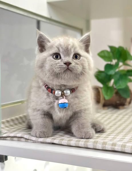 Munchkin