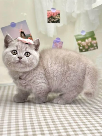 Munchkin