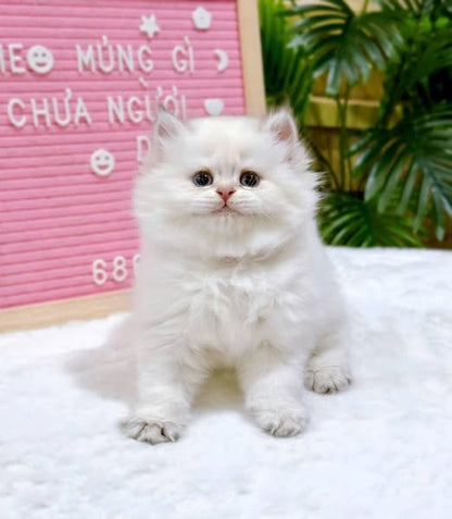 British Shorthair