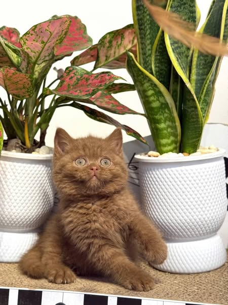 British Shorthair