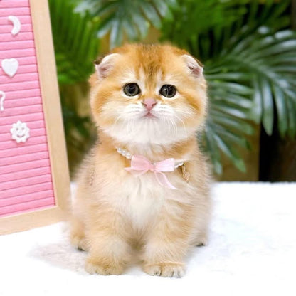 Scottish Fold
