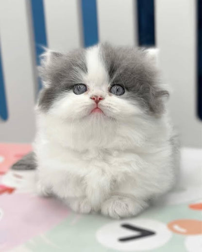 Munchkin Longhair