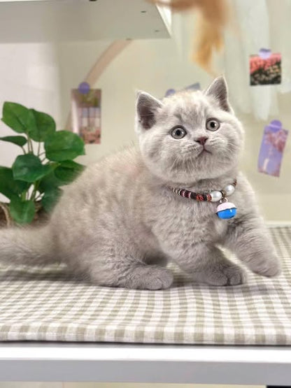 Munchkin