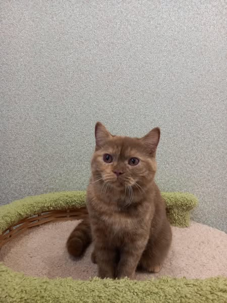 British Shorthair