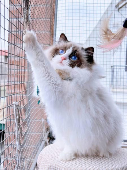 Ragdoll