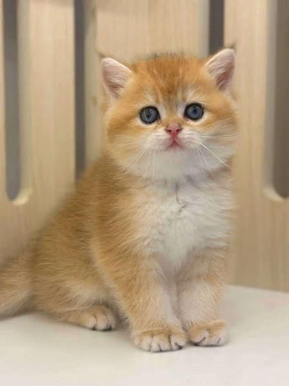 British Shorthair