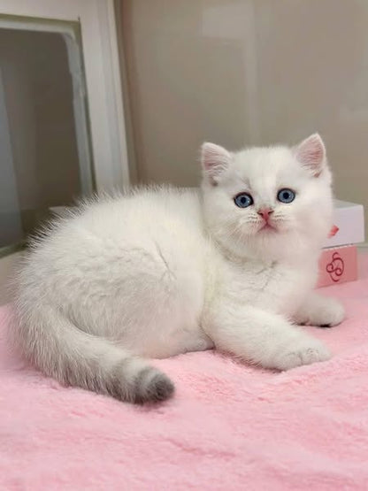 British Shorthair