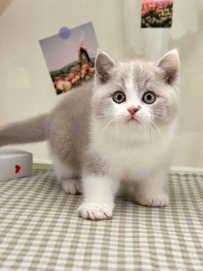 British Shorthair
