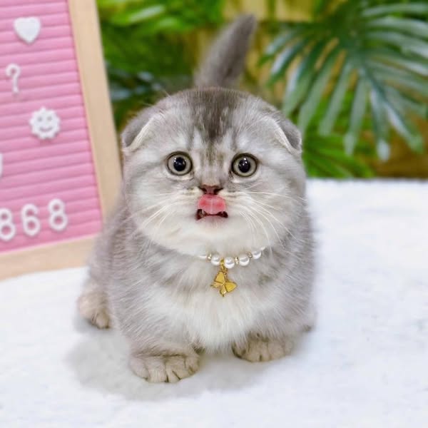 Munchkin Fold