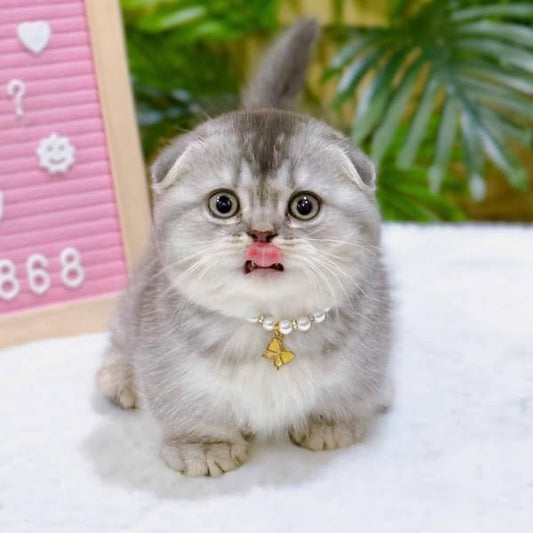 Munchkin Fold