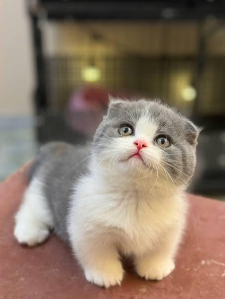 Munchkin Fold