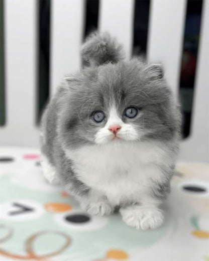 Munchkin Longhair