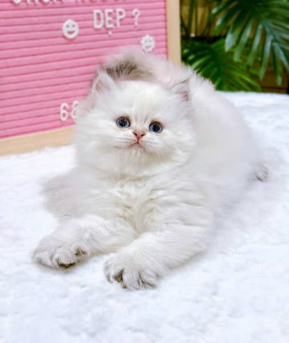 British Shorthair