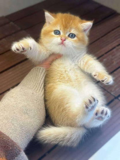 British Shorthair