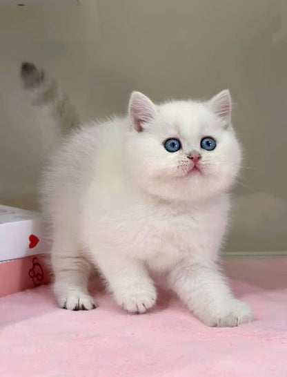 British Shorthair