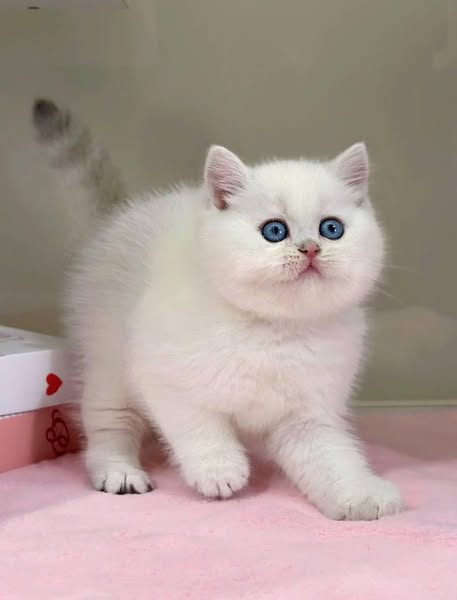 British Shorthair