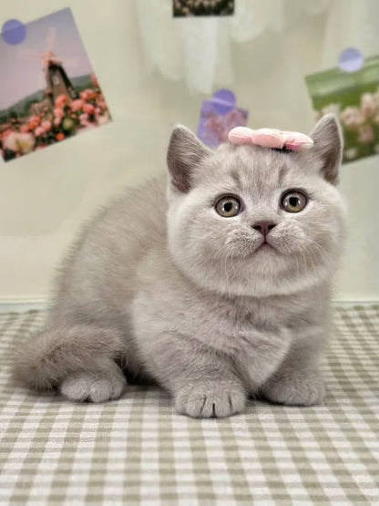 Munchkin