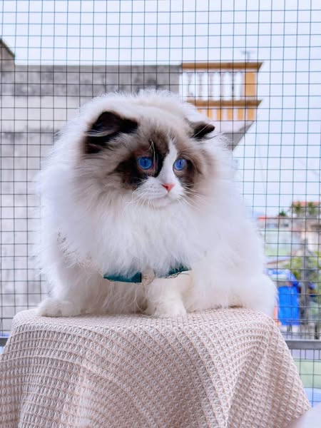 Ragdoll