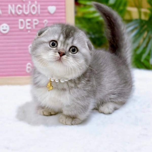 Munchkin Fold