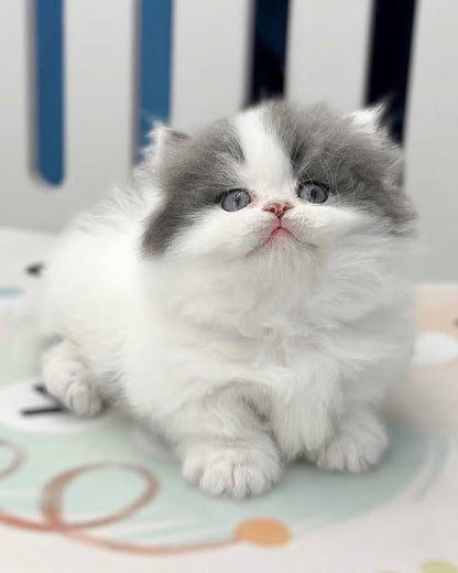 Munchkin Longhair