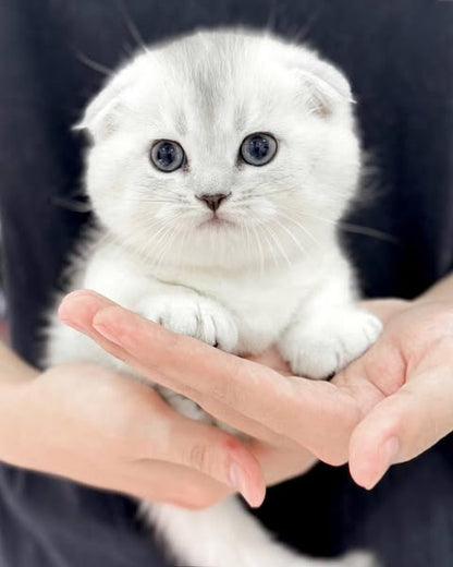 Munchkin Fold