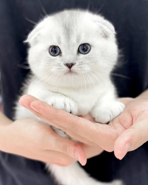 Munchkin Fold