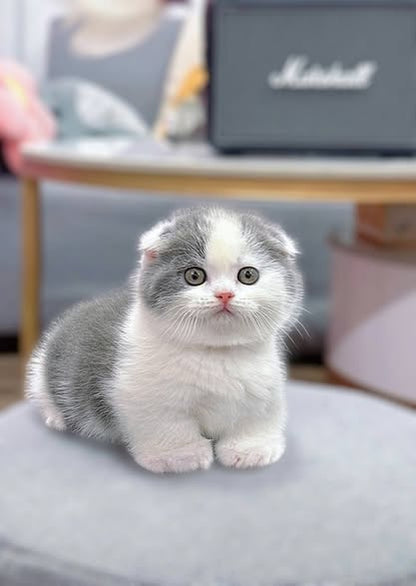 Munchkin Fold