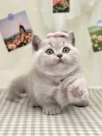 Munchkin