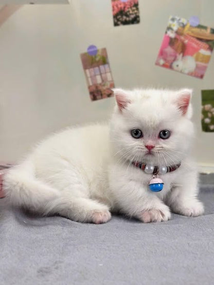Munchkin