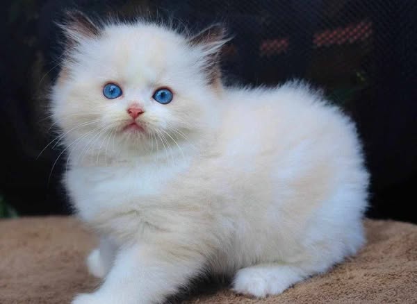 Ragdoll