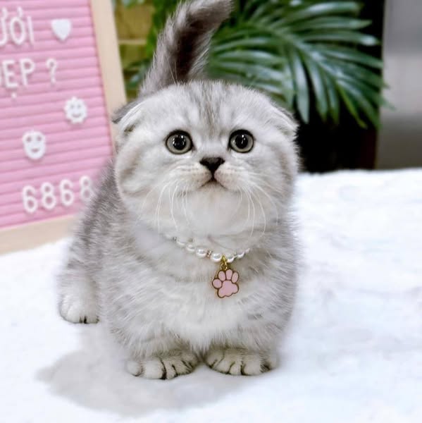 Munchkin Fold